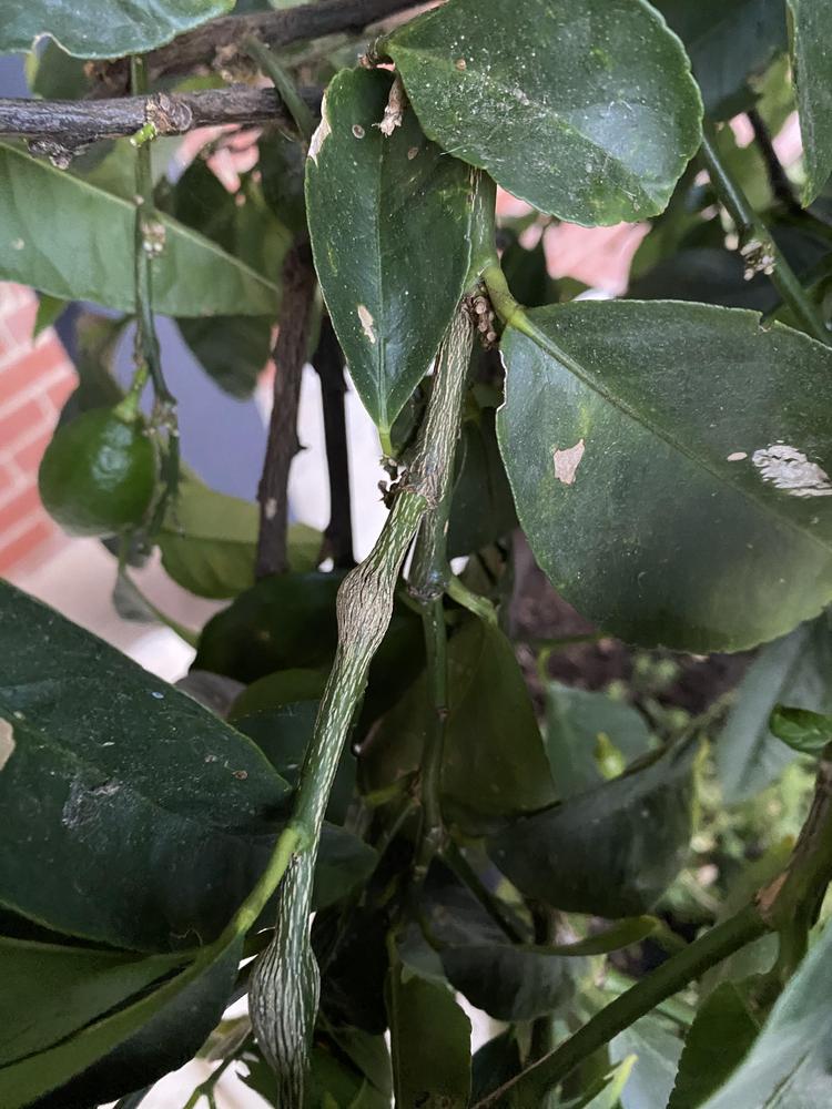 What are these lumps on lime tree branches? in the Pests and Diseases