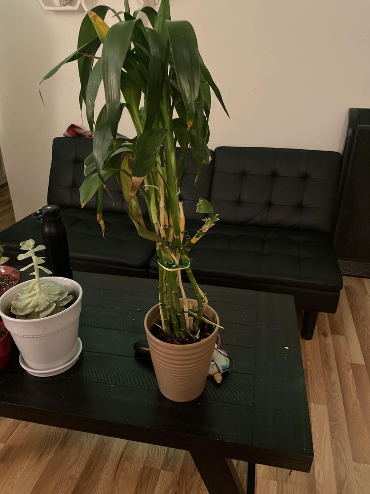 Help My bamboo plant is dying? in the Houseplants forum