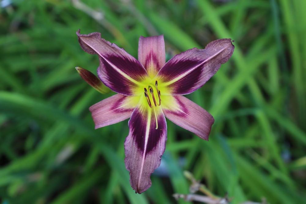 Photo of the bloom of Daylily (Hemerocallis 'Starman's Quest') posted