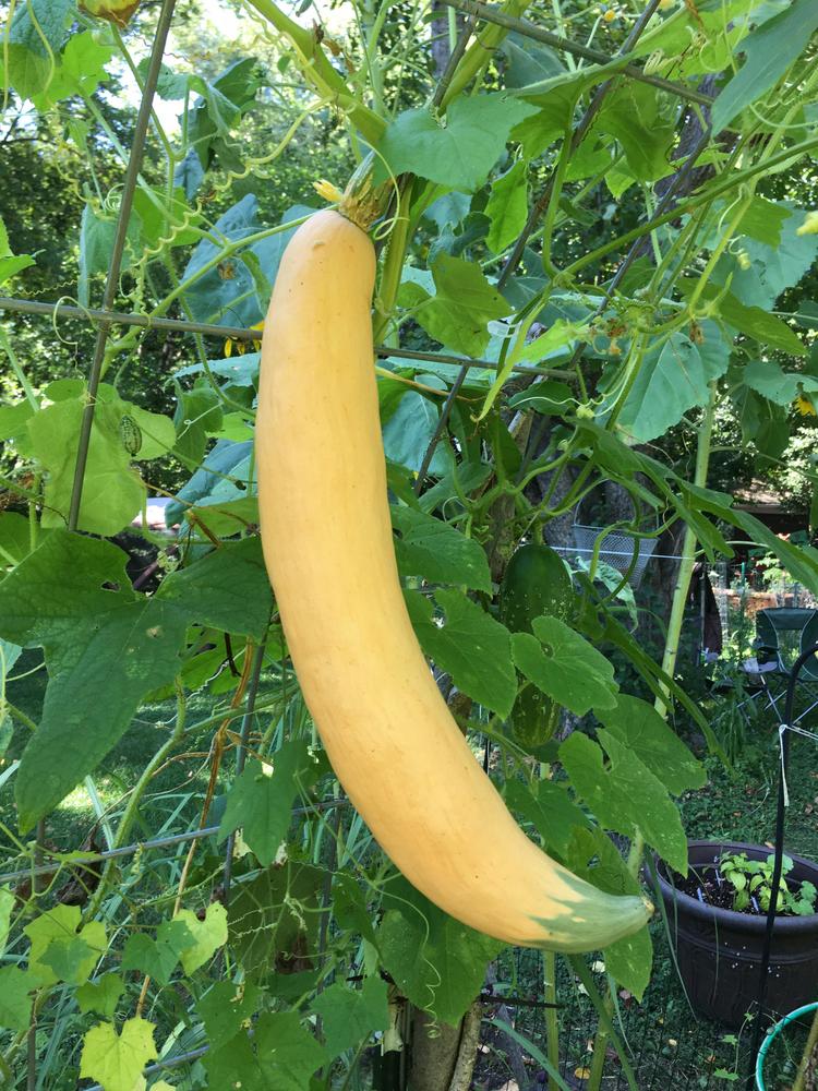 Winter Squash (Cucurbita maxima 'North Candy Roaster') in the Gourds, Squashes and