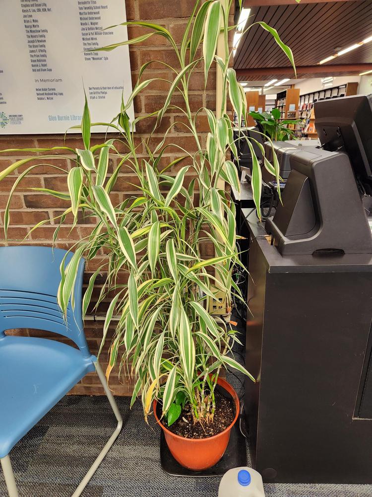 Help My bamboo plant is dying? in the Houseplants forum