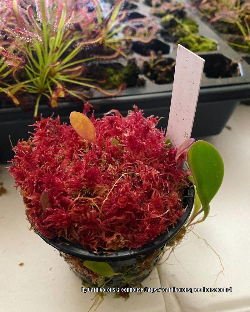 Bladderwort (Utricularia quelchii 'Doug D.')