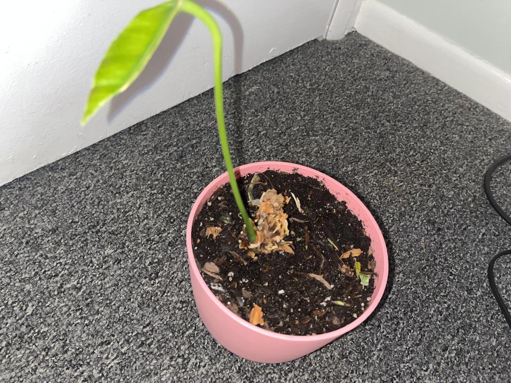 Plant not growing in the Ask a Question forum