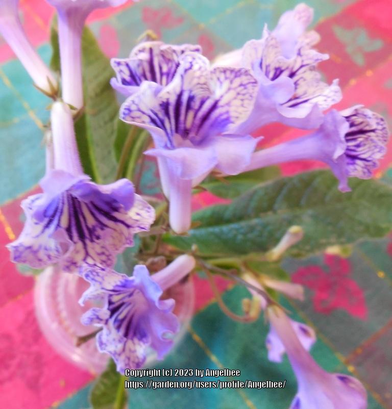Photo of the bloom of Cape Primrose (Streptocarpus 'Bristol's Sex Kitten') posted by Angelbee