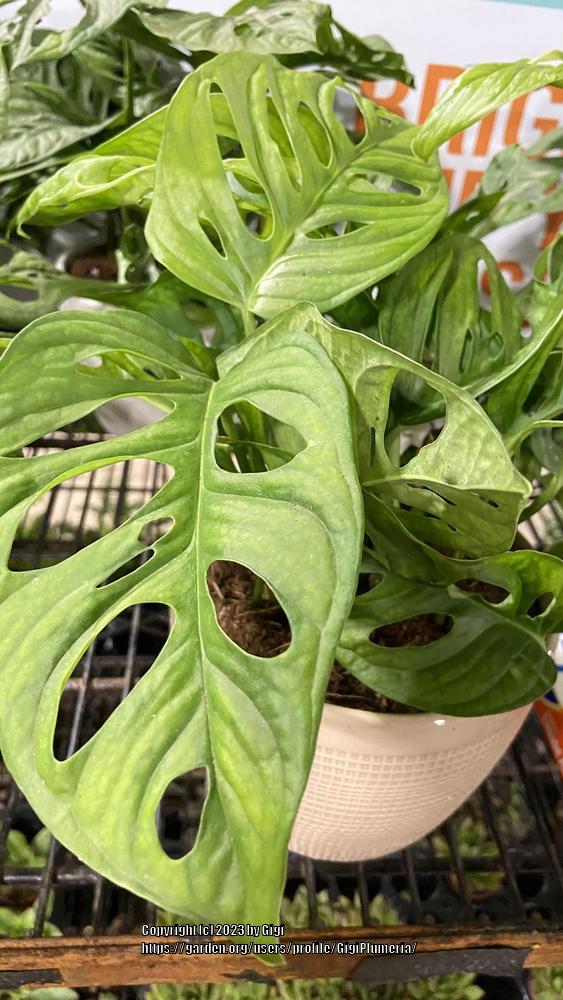 Photo of the leaves of Swiss Cheese Plant (Monstera obliqua