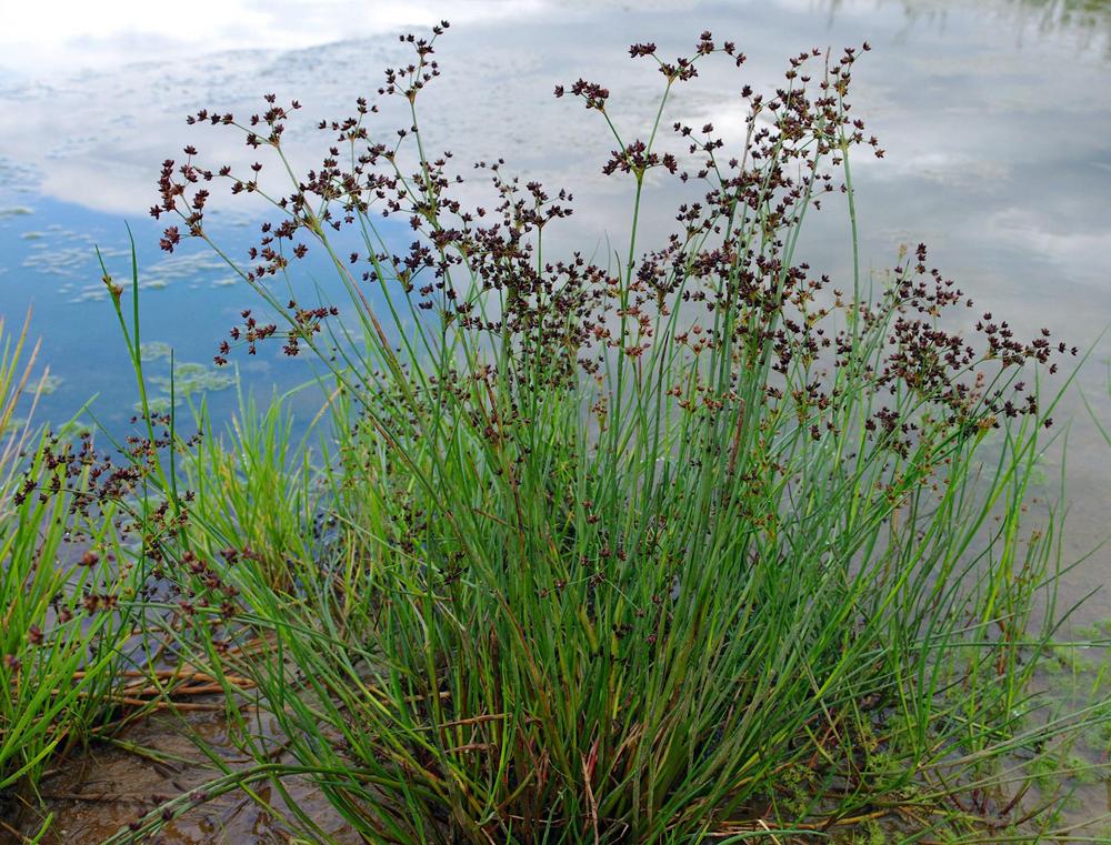 Jointed Rush (Juncus articulatus)
