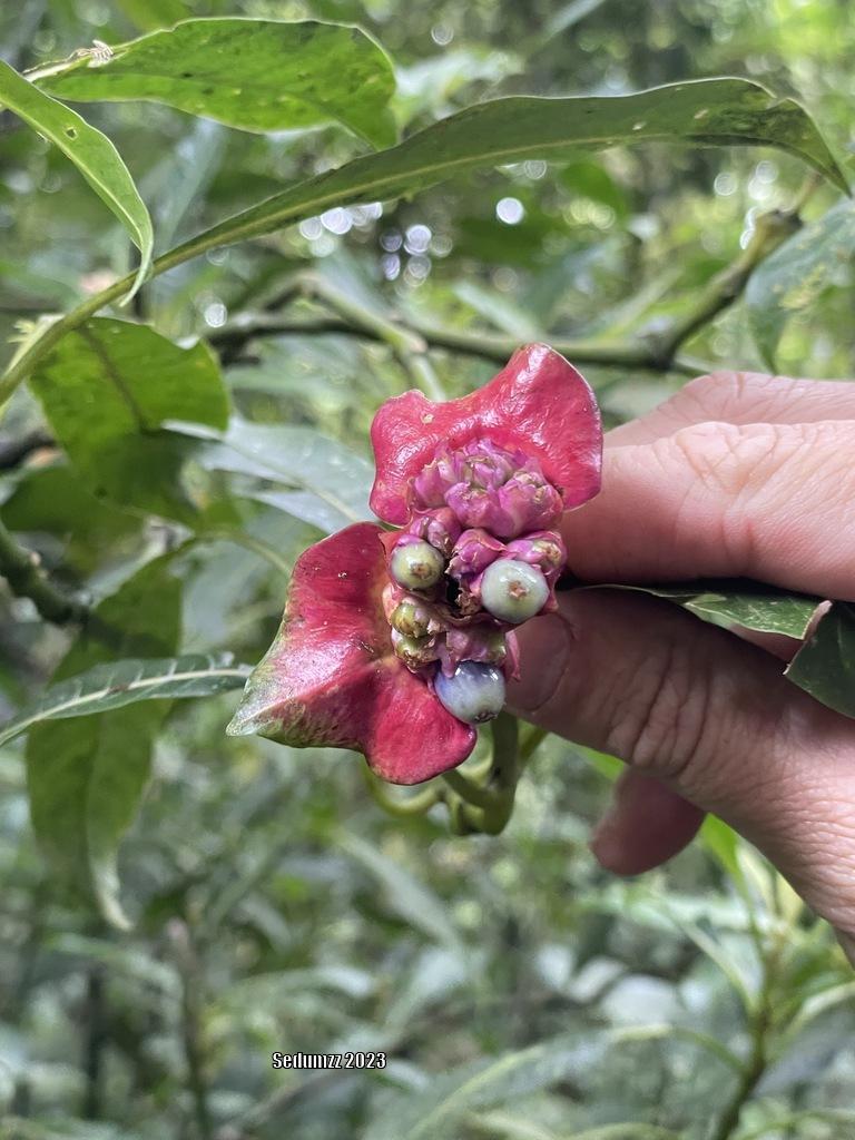 Photo of the bloom of Kiss Flower (Palicourea elata) posted by sedumzz