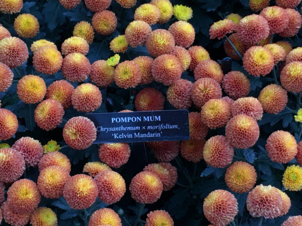 Photo of the bloom of Chrysanthemum 'Kelvin Mandarin' posted by skylark