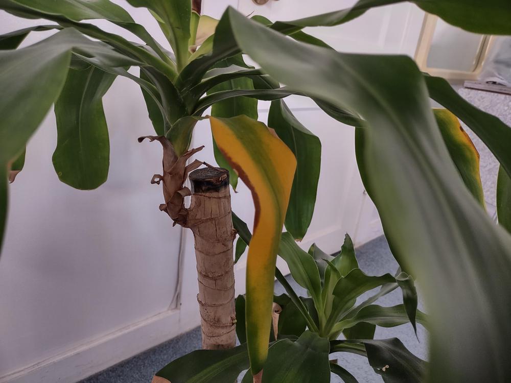 Help please, flowering mass cane plant leaves turning yellow in the