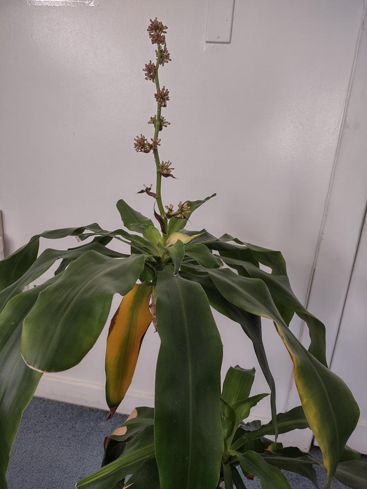 Help please, flowering mass cane plant leaves turning yellow in the