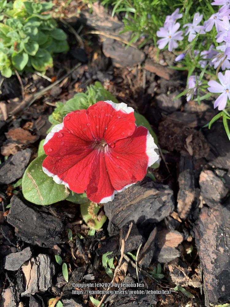 Photo of the entire plant of Floribunda Petunia (Petunia Madness?? Red