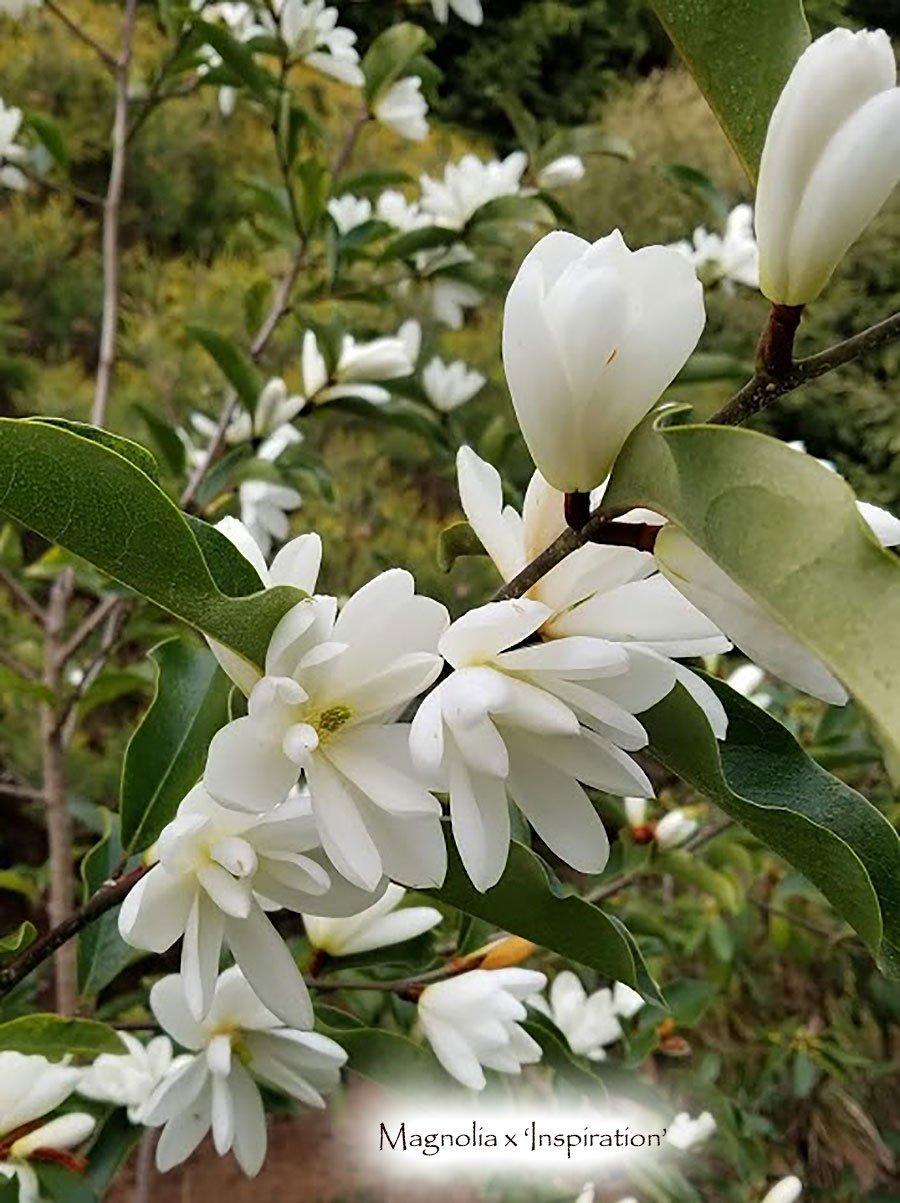 Photo of the bloom of Magnolia (Magnolia laevifolia Inspiration