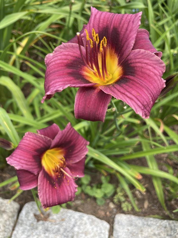 Daylily of the Day: Grape Magic in the Plants of the Day forum - Garden.org