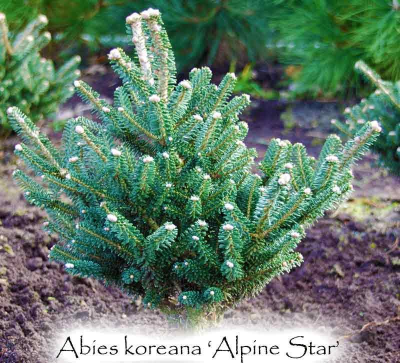 Photo of the entire plant of Abies koreana 'Alpin Star' posted by Joy ...