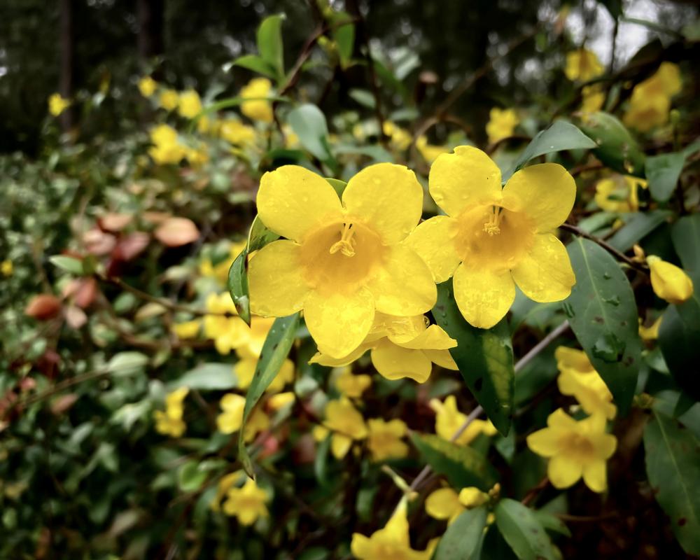 Carolina Jessamine (Gelsemium sempervirens)