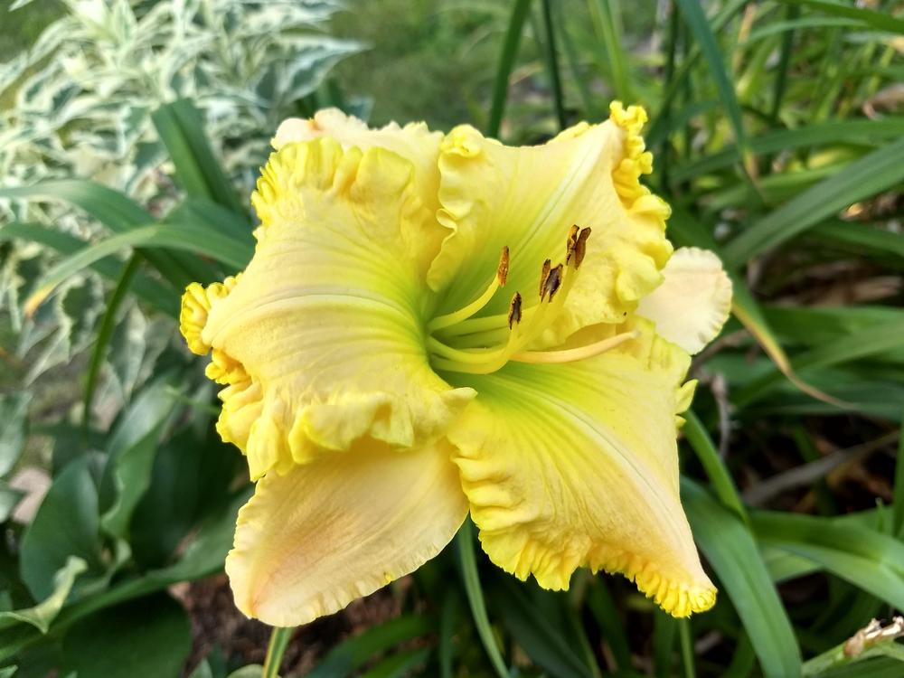 Daylily of the Day Drop Dead in the Plants of the Day forum
