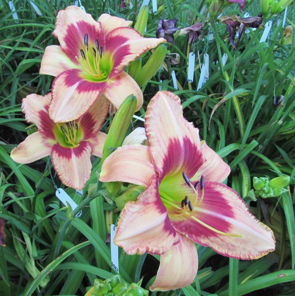 Photo of the bloom of Daylily (Hemerocallis 'Static Shock') posted by
