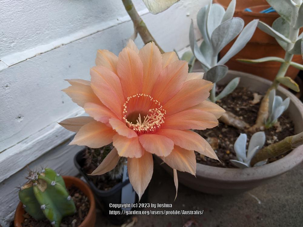Photo of the bloom of Easter Lily Cactus (Echinopsis) posted by