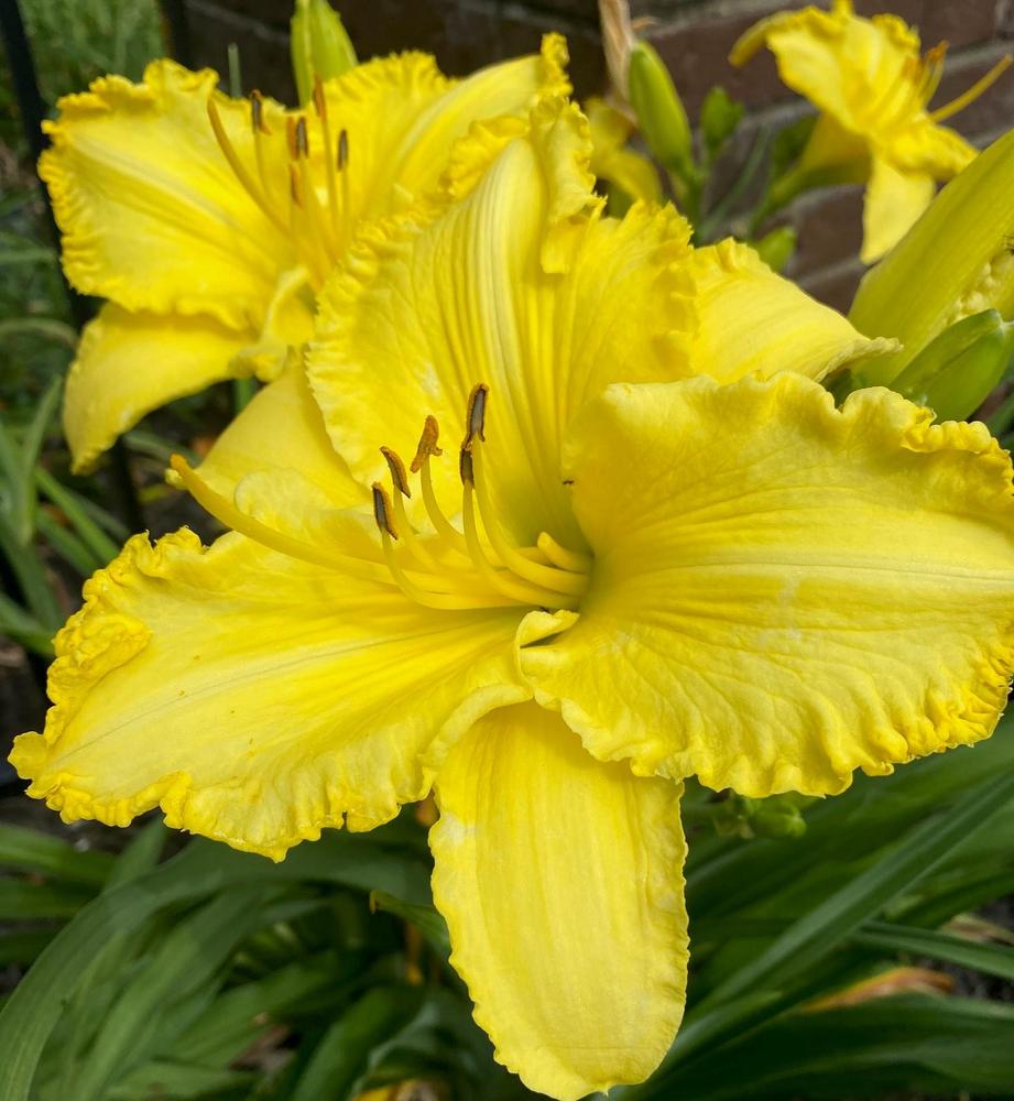 Daylily (Hemerocallis 'KLRBZ Jenny Bush') in the Daylilies Database