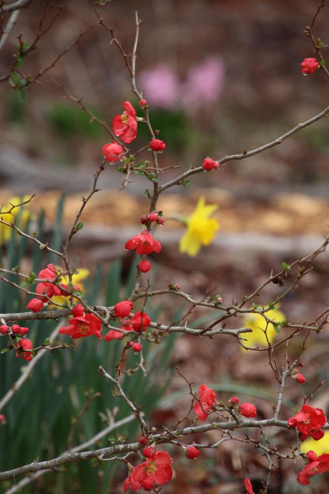 Photo of the thorns, spines, prickles or teeth of Flowering Quince