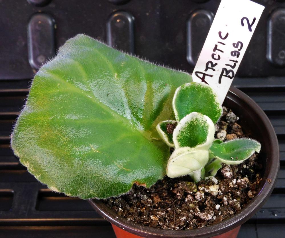 Photo of the seedling or young plant of African Violet (Streptocarpus