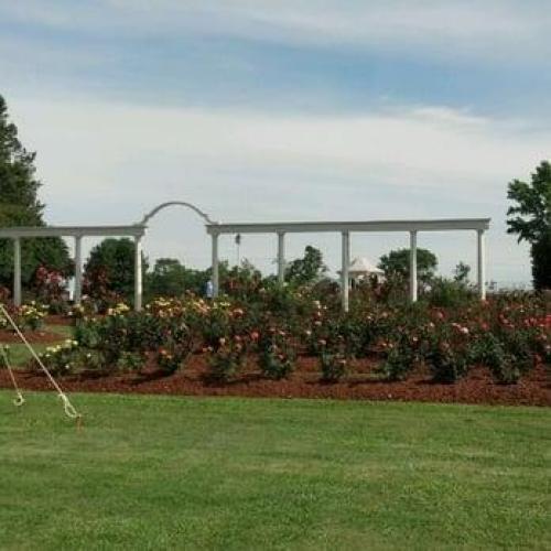 Witherspoon Roses Free Shipping in the Roses forum