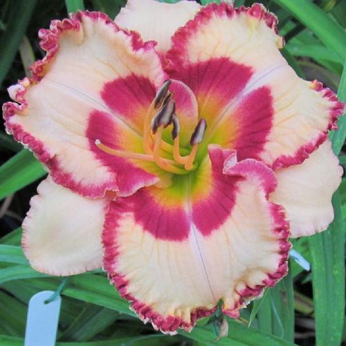 Daylily (Hemerocallis 'Triple Cherries') in the Daylilies Database