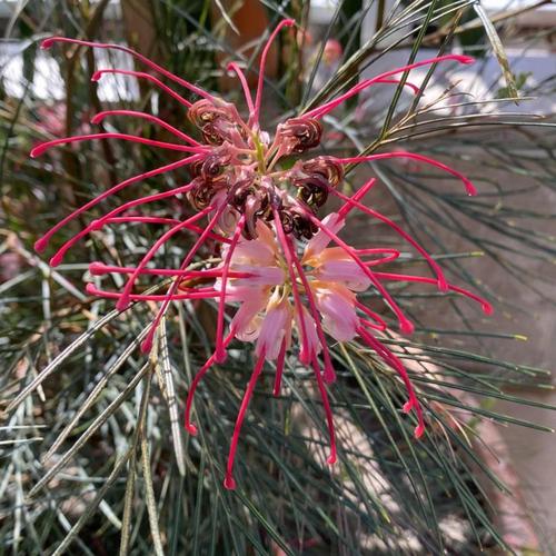 Grevillea 'Long John'