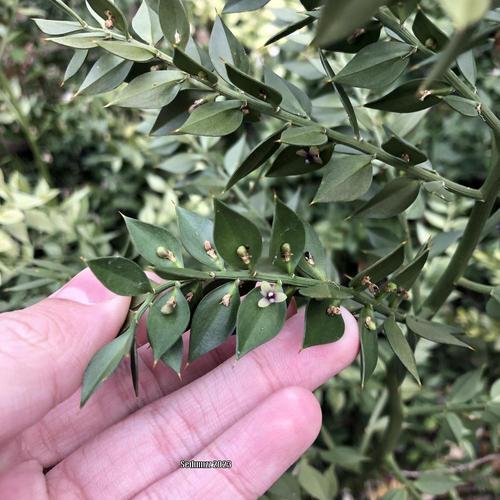 Butcher's Broom (Ruscus aculeatus 'Wheeler's Variety')