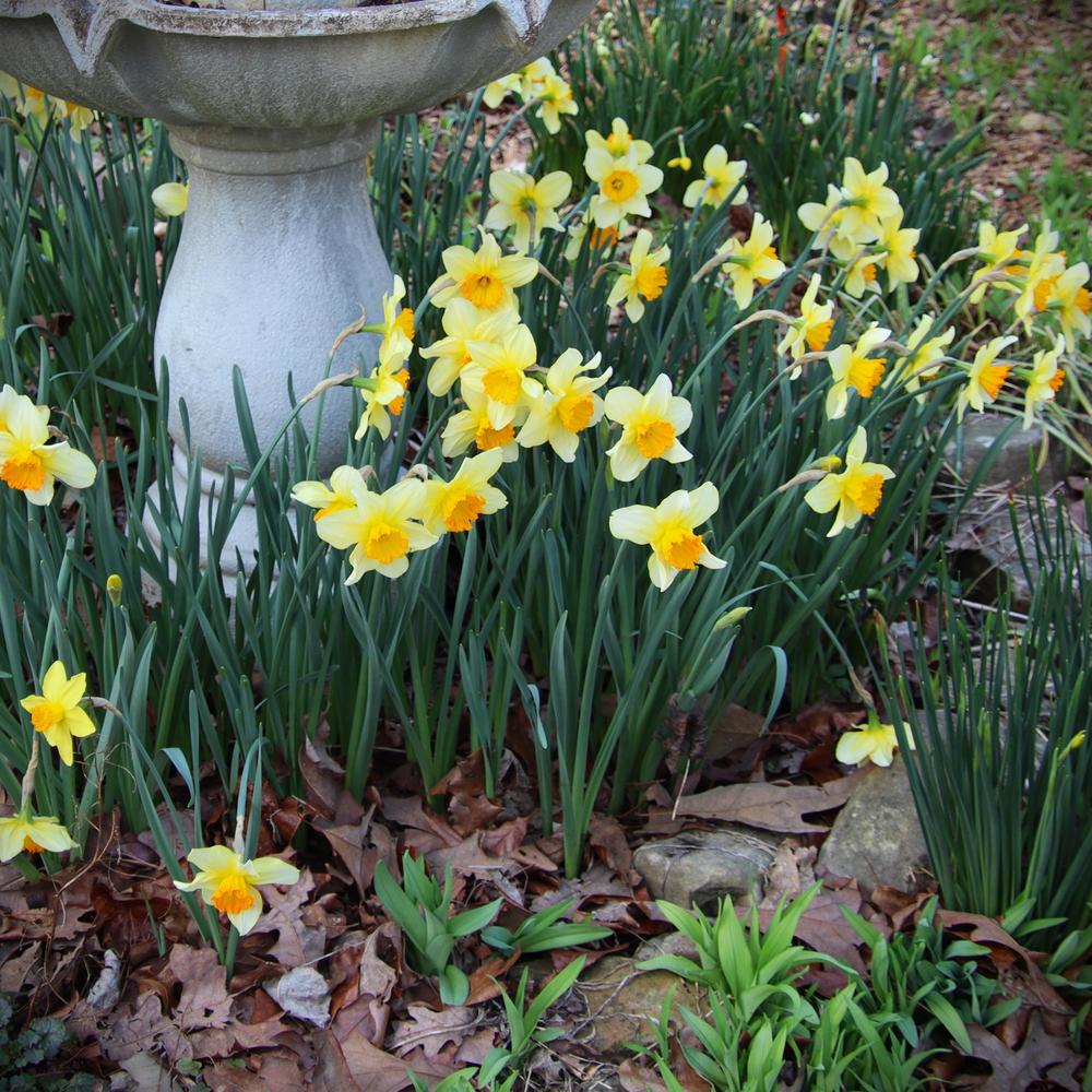 Photo of the entire plant of Largecupped Daffodil (Narcissus 'Red