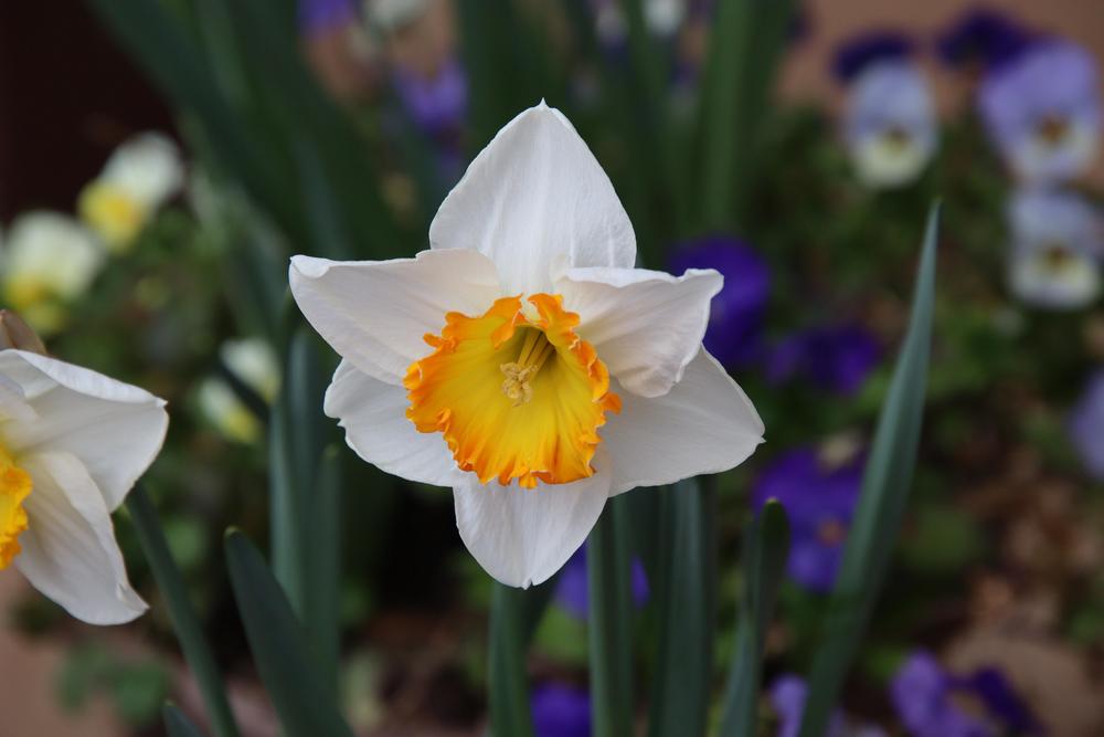 Large Cupped Daffodil (Narcissus 'Early Bride') in the Daffodils