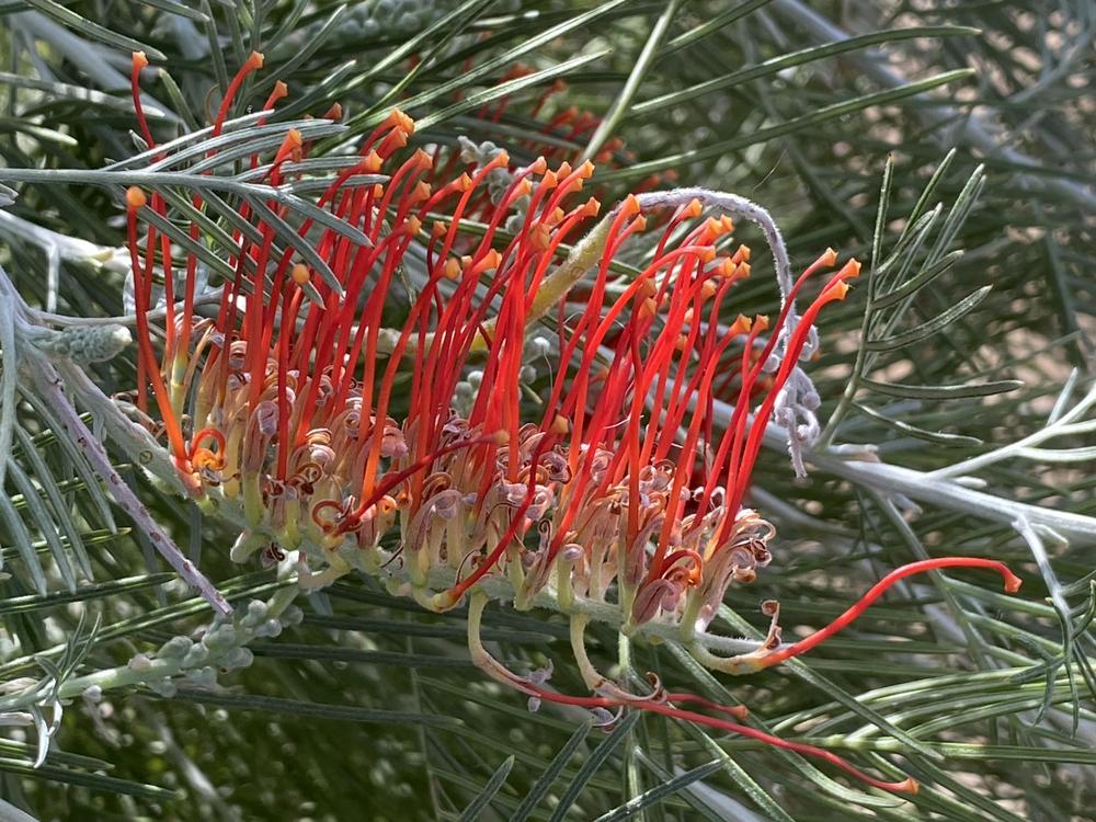 Photo of the bloom of Grevillea 'Kings Fire' posted by SL_gardener
