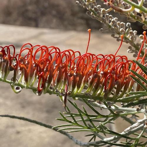 Grevillea 'Kings Fire'