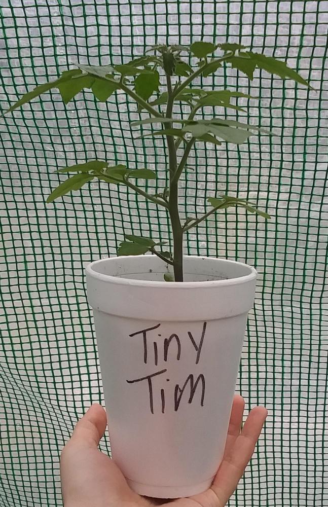 Photo of the entire plant of Tomato (Solanum lycopersicum 'Tiny Tim