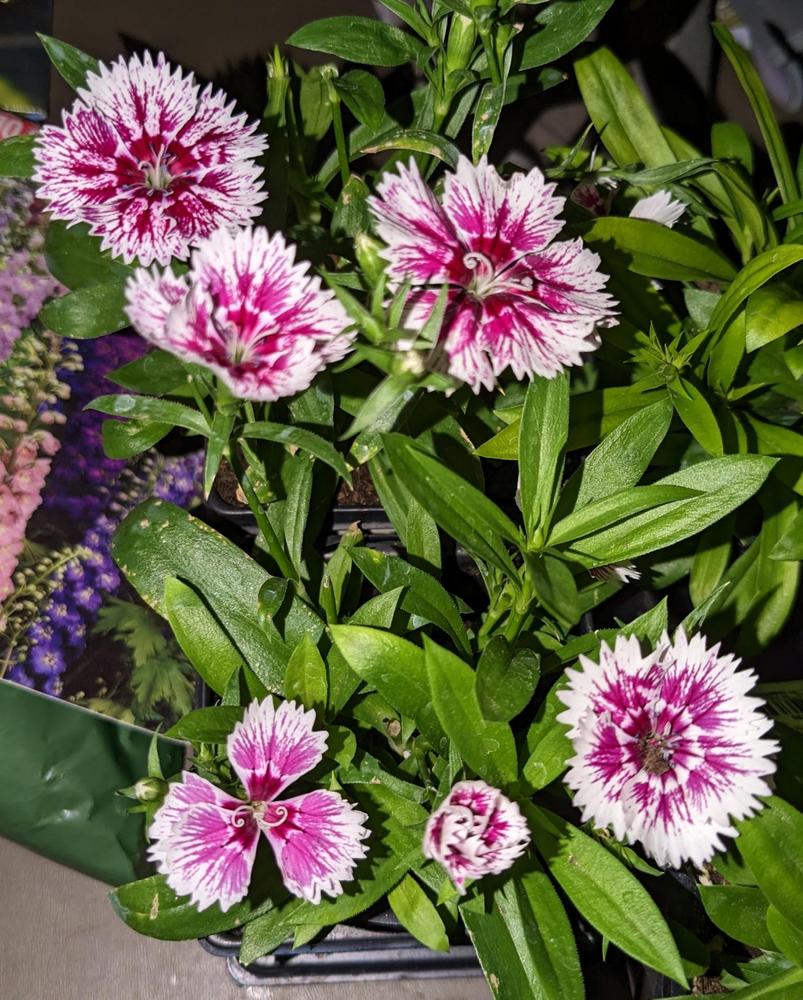Photo of the entire plant of Dianthus Floral Lace™ Picotee posted by LindsayG