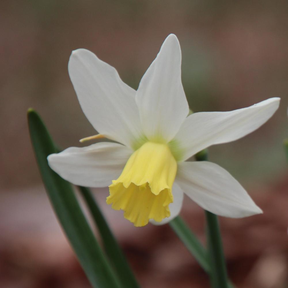 Photo of the bloom of Cyclamineus Daffodil (Narcissus 'Jenny') posted by LoriMT