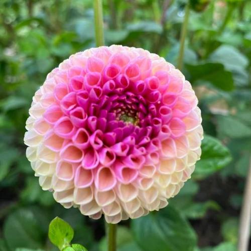 Dahlia 'Little Peaches' in the Dahlias Database