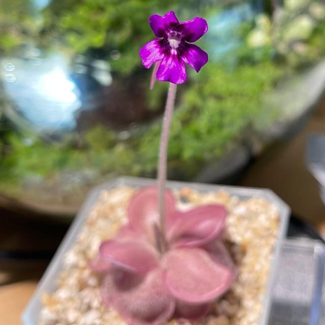 Photo of the bloom of Butterwort (Pinguicula 'Lautner') posted by