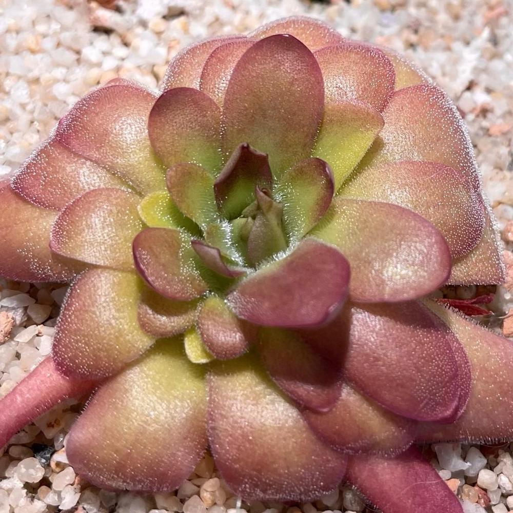 Photo of the entire plant of Butterwort (Pinguicula moranensis var