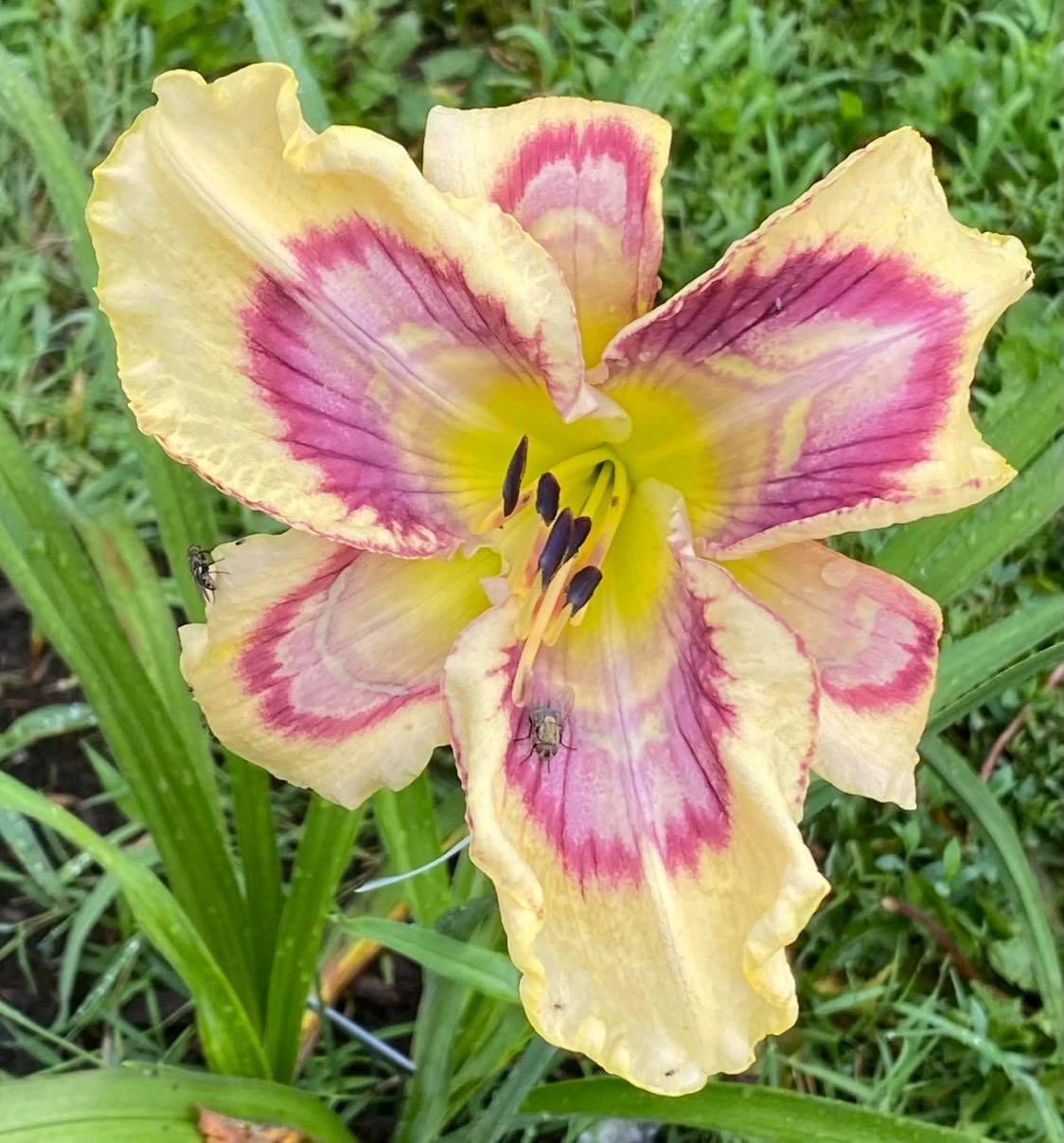 Daylily (Hemerocallis 'Broken Open') in the Daylilies Database