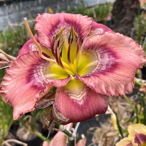 Daylily (Hemerocallis 'Broken Hallelujah') in the Daylilies Database