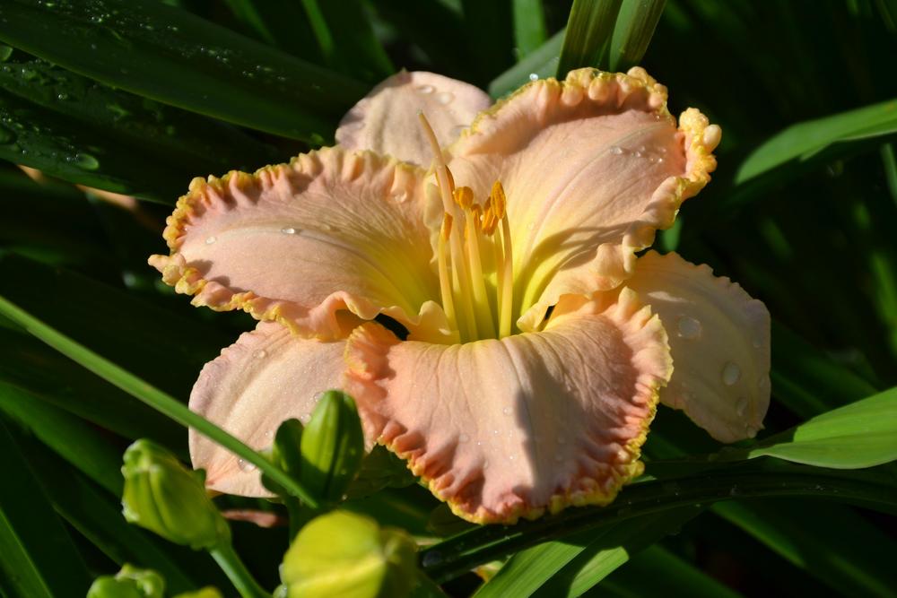 Photo of the bloom of Daylily (Hemerocallis 'Jacqueline Kennedy Onassis