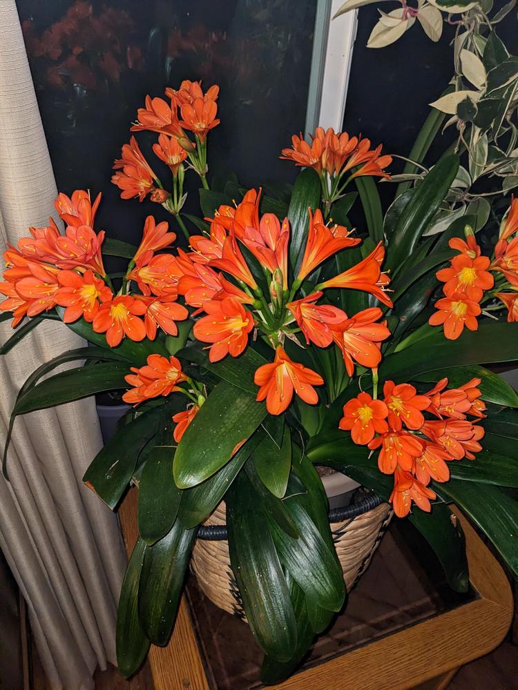 Photo of the entire plant of Clivias (Clivia) posted by Joy