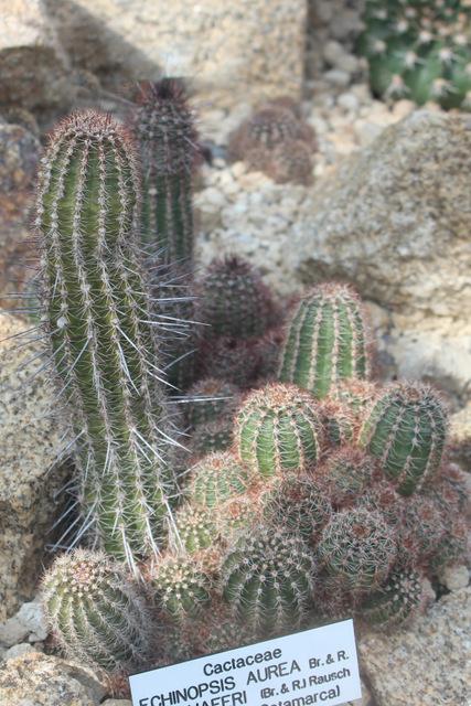 Photo of the entire plant of Shafer’s Golden Cob Cactus (Echinopsis
