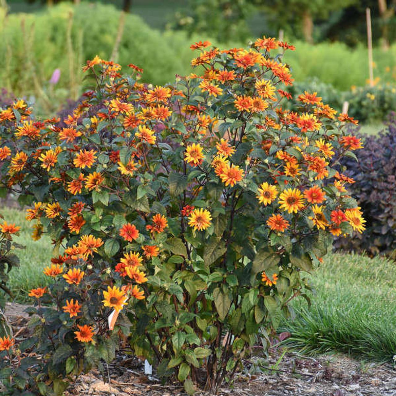 Photo of the entire plant of False Sunflower (Heliopsis helianthoides