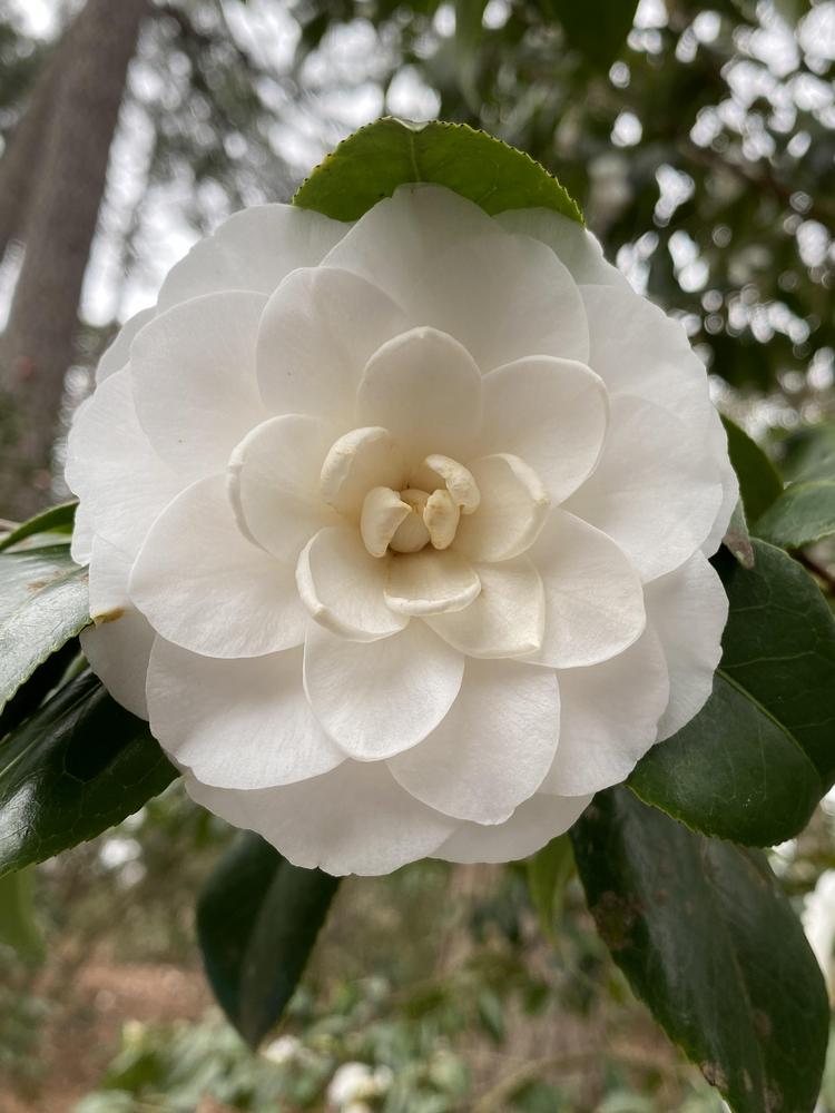 Photo of the bloom of Common Camellia (Camellia japonica 'Sea Foam