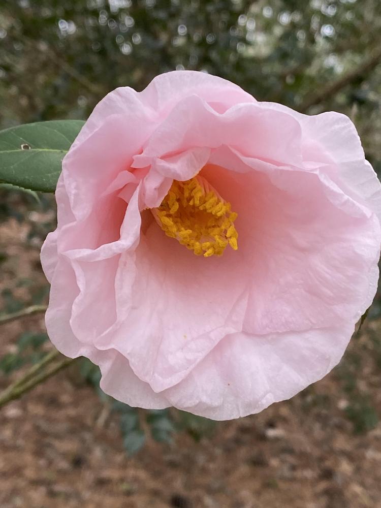 Photo of the bloom of Japanese Camellia (Camellia japonica ‘Moonlight