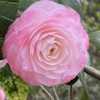 A beautifully formed pink bloom
