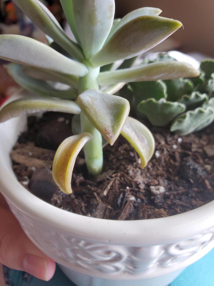 Leaves on succulent turning yellow, shriveling in the Cactus and Succulents forum