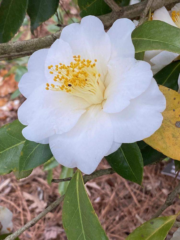 Photo of the bloom of Camellia (Camellia japonica &lsquo;White Empress